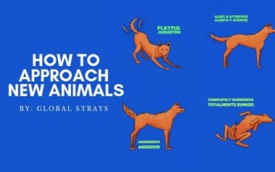 How To Approach New Animals