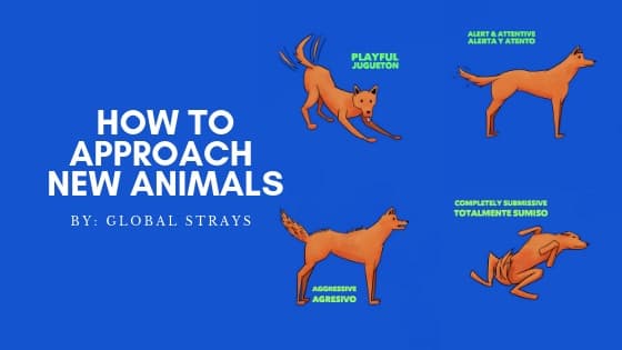 How To Approach New Animals