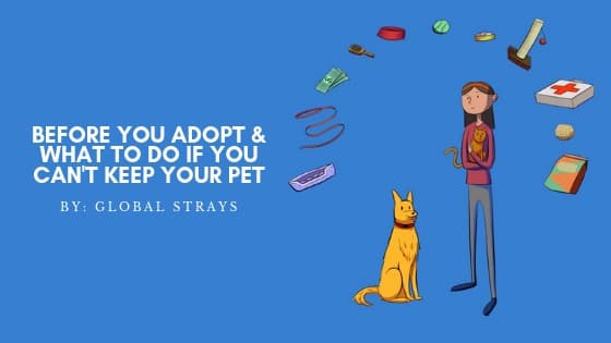 Before You Adopt & What To Do If You Can’t Keep Your Pet