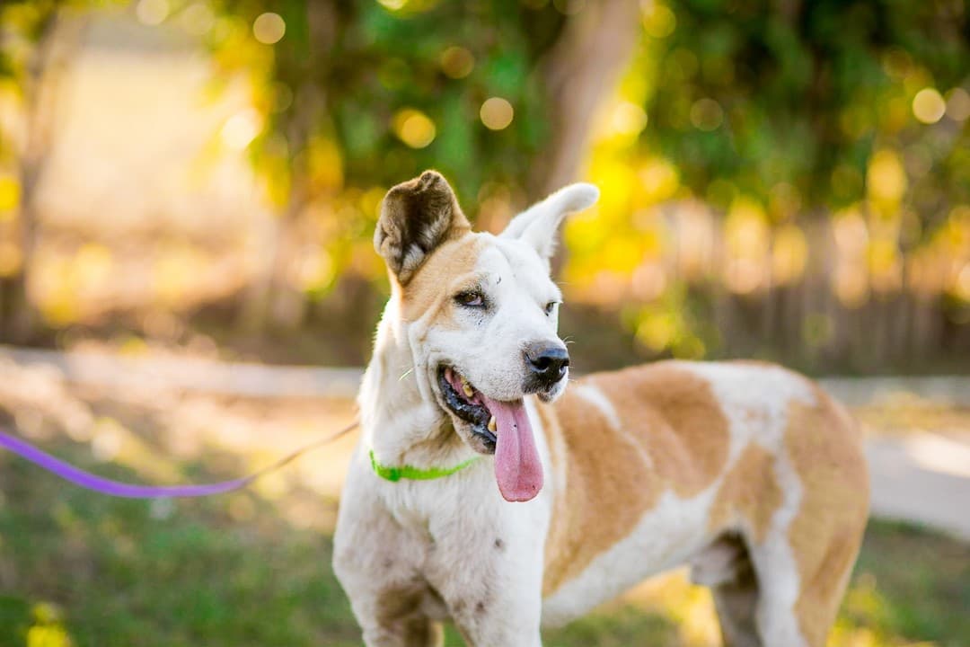 global-strays-sponsor-a-dog-bambi1 (1)