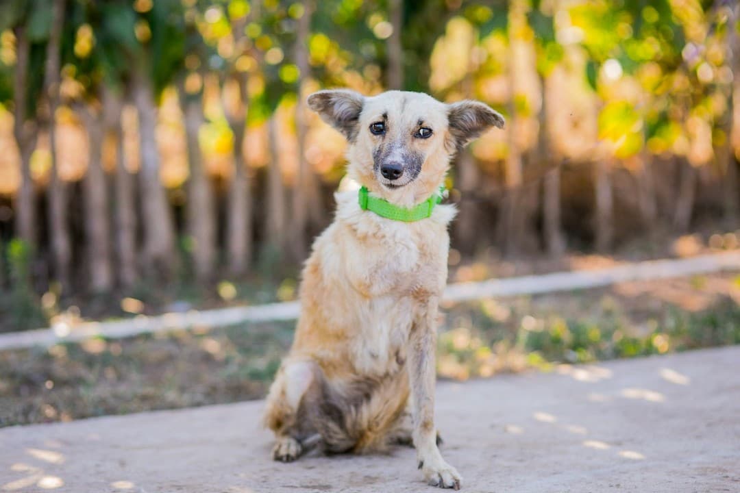 global-strays-sponsor-a-dog-conchita1 (1)