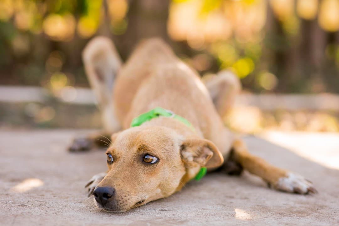 global-strays-sponsor-a-dog-flaka1 (1)