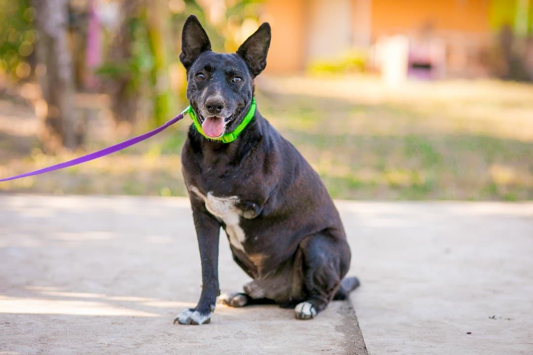 global-strays-sponsor-a-dog-negrito1 (1)