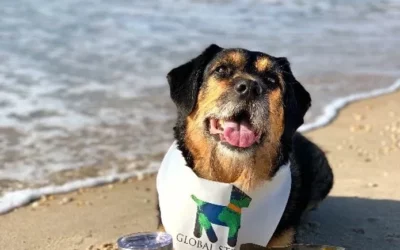 Pet First Aid Awareness Month