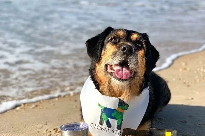 Pet First Aid Awareness Month