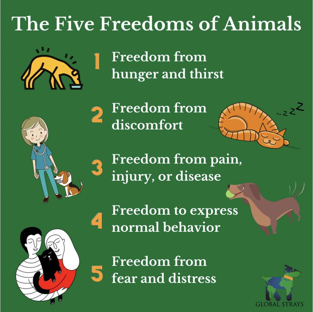 The-Five-Freedoms-of-Animails-photo