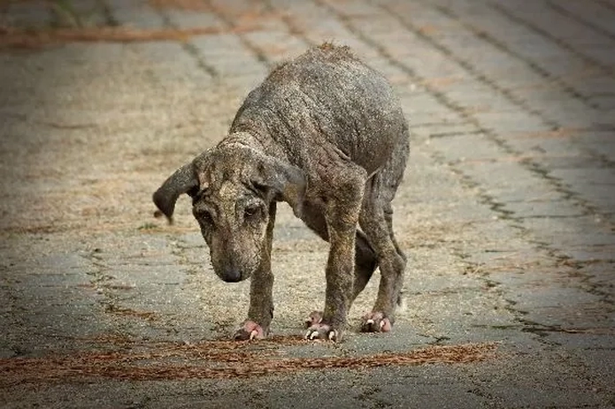 Dominican Republic Petition