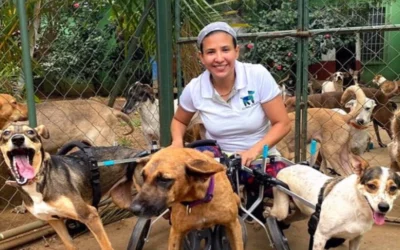 Dogs on Wheels