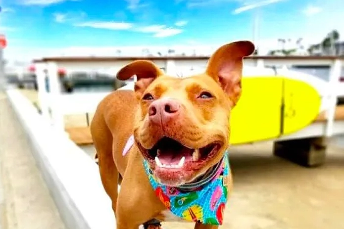 What You May Not Know About Pitbulls