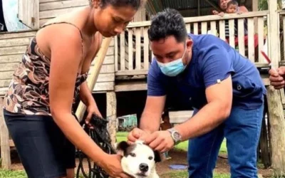 9 veterinarians, 3000 animals