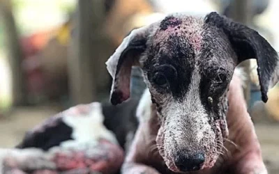 A dog named Milo #GivingTuesday