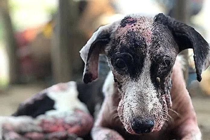 A dog named Milo #GivingTuesday