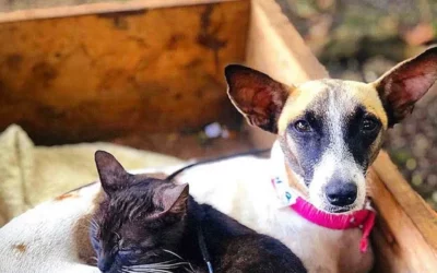 Update on Our Spay/Neuter Initiative