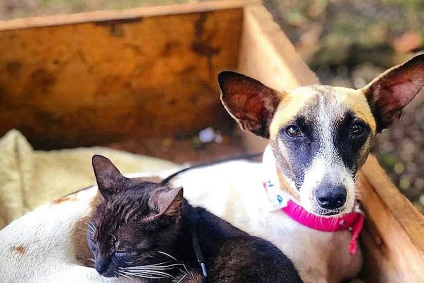 Update on Our Spay/Neuter Initiative