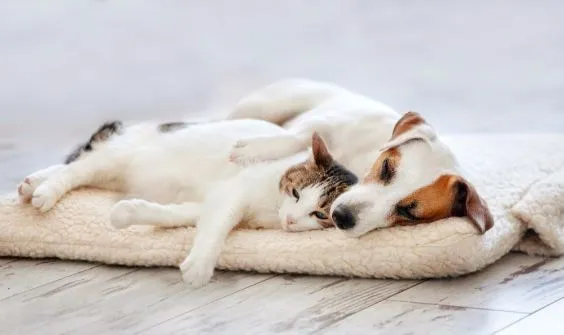 Our Guide to Fostering