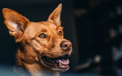 What Covid-19 Means For Your Pet