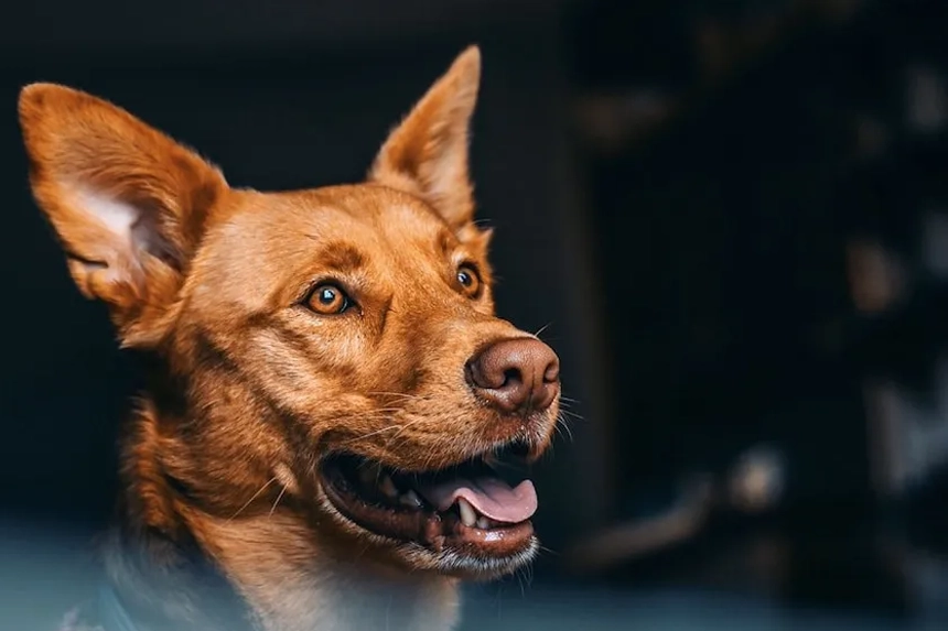 What Covid-19 Means For Your Pet