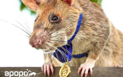 And finally some good news about animal heroes