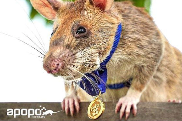 And finally some good news about animal heroes