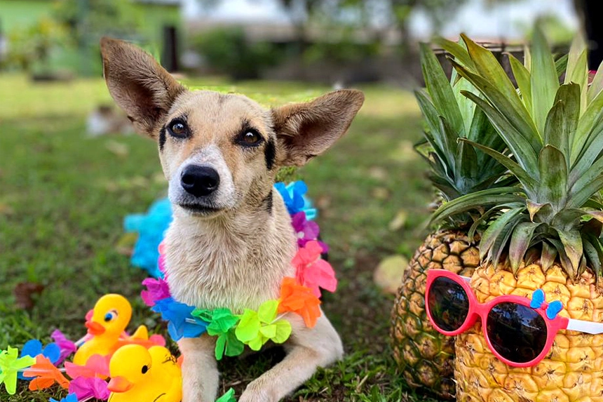 Summer Dogs Update