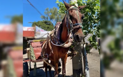 Working Horses