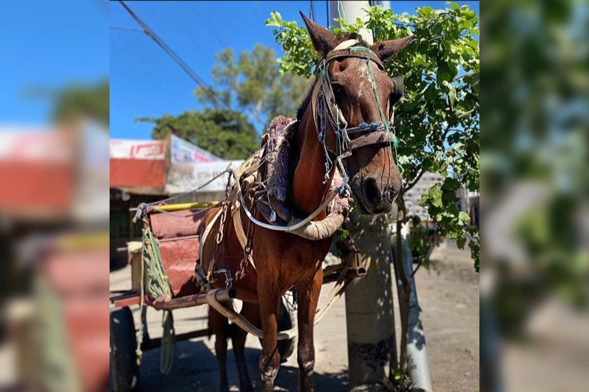 Working Horses