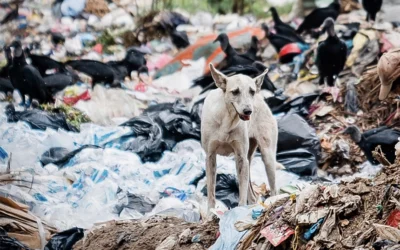 World Stray Animal Day 2024
