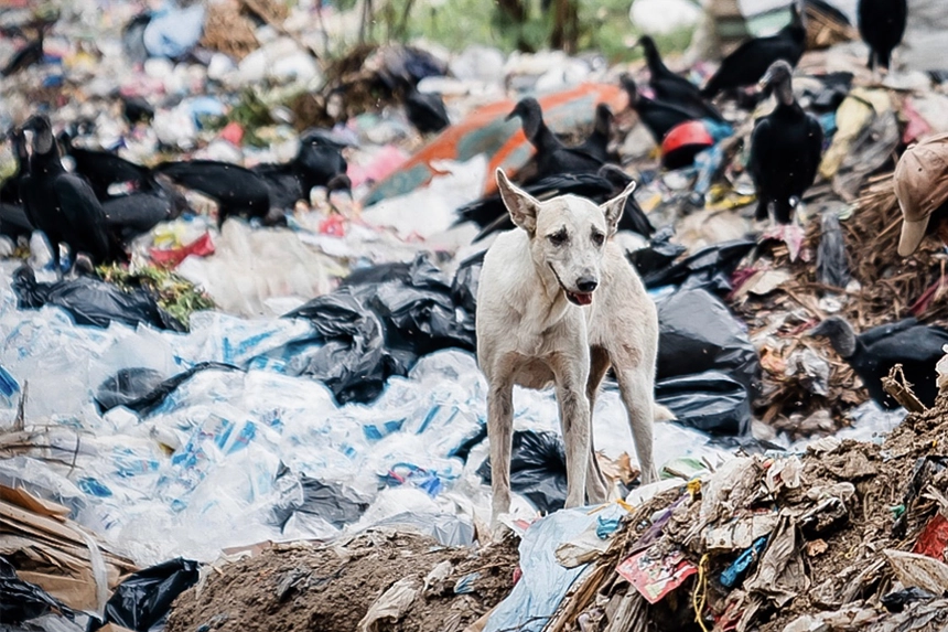 World Stray Animal Day 2024