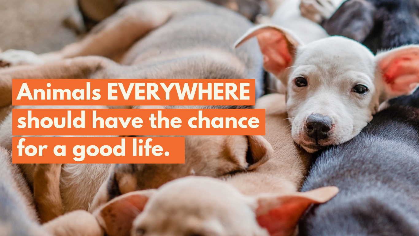 group of puppies with text that says animals everywhere should have the chance for a good life