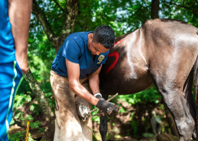 Working horse in Nicaragua.