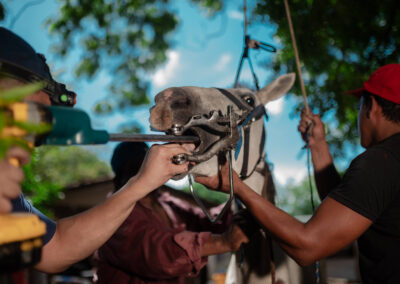 Working horse in Nicaragua.