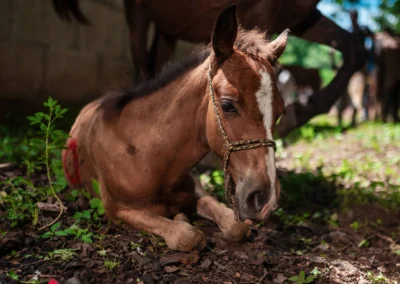 Working horse in Nicaragua.