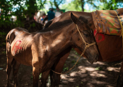 Working horse in Nicaragua.