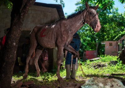 Working horse in Nicaragua.