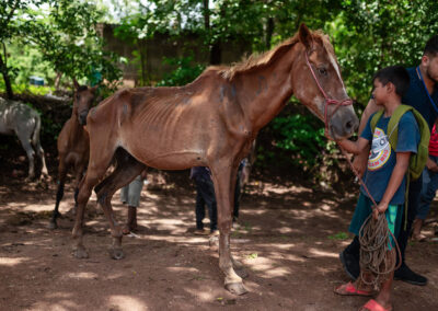 Working horse in Nicaragua.
