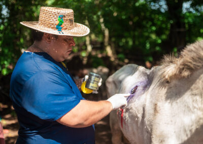 Working horse in Nicaragua.