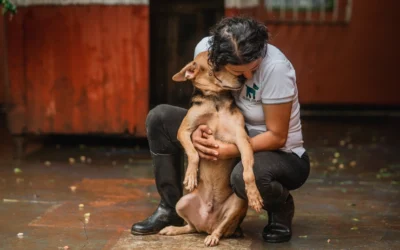 National Nonprofit Day/International Homeless Animals Day 2024