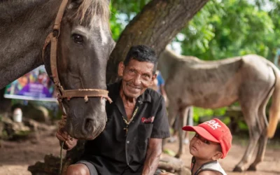 Helping 84 Horses in One Day