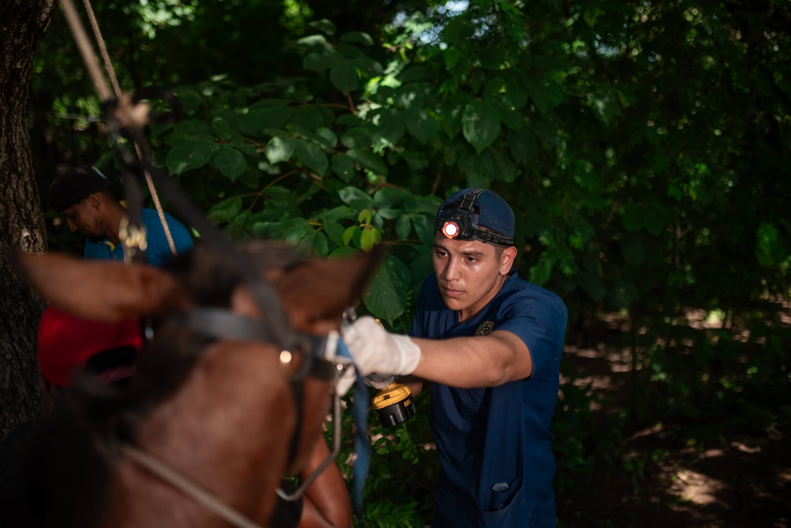 Treating working horses at Global Stray's clinics gives most of these horses the only access vet care they will ever receive.