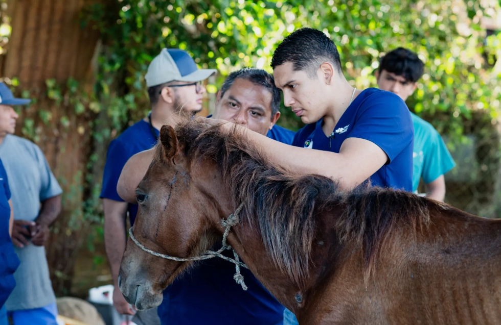 Horses being taken care of.