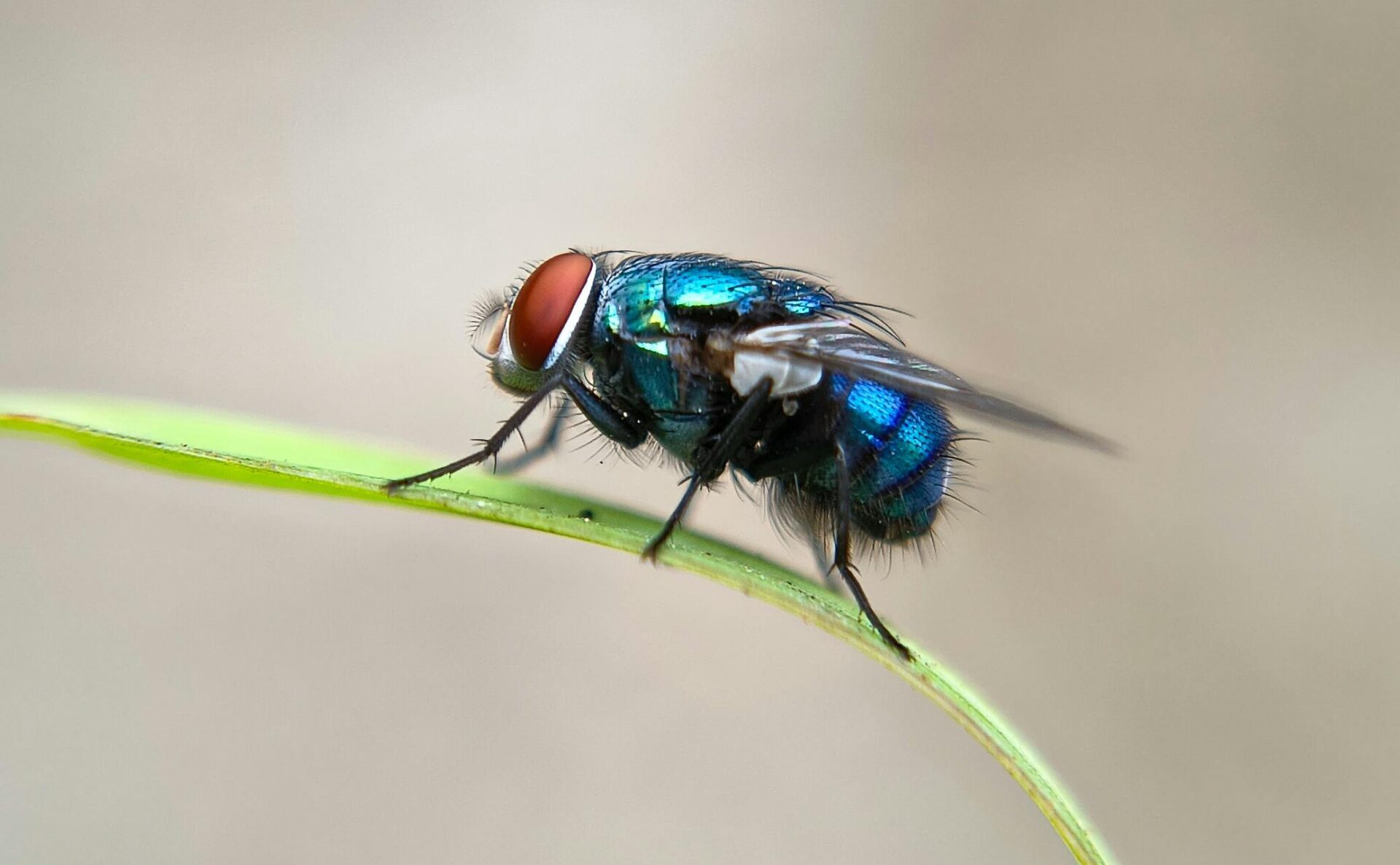 Photo by Shyamli Kashyap. The Cochliomyia Hominivorax looks very similar to a bottle fly, its larva the new world screwworm are killing horses in Nicaragua and pose a threat to human lives as well.