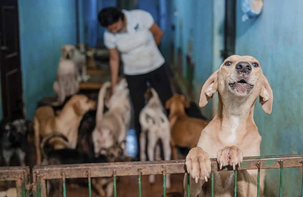A tan rescue dog stands at the front of a shelter gate while a caregiver tends to a group of dogs in the background. The shelter walls are painted blue, highlighting the indoor space where rescued animals are receiving care and attention.