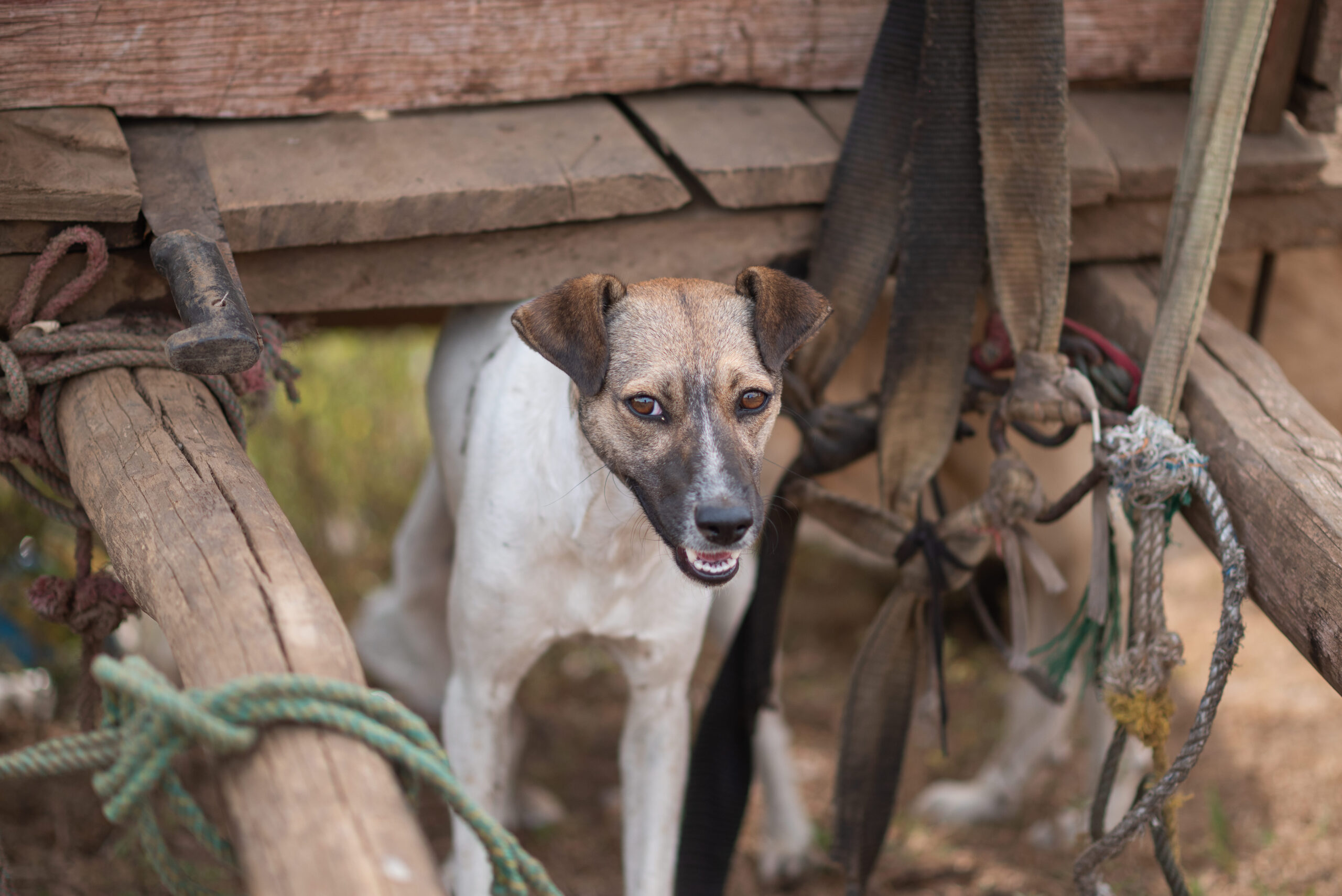 Most dogs in Nicaragua are free roaming, whether pets or strays. Because of this spay nd neuter programs are crucial if we are going to end suffering of strays.