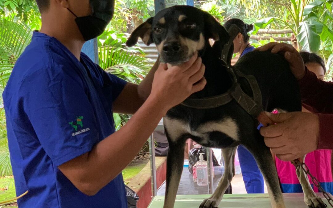 Spay & Neuter’s Power is Exponential