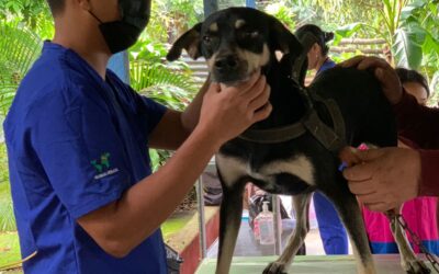 Spay & Neuter’s Power is Exponential