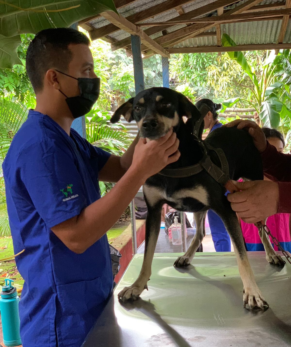 Global Strays vet cares for dog Ranger before neutering at pop up clinic in Nicaragua.