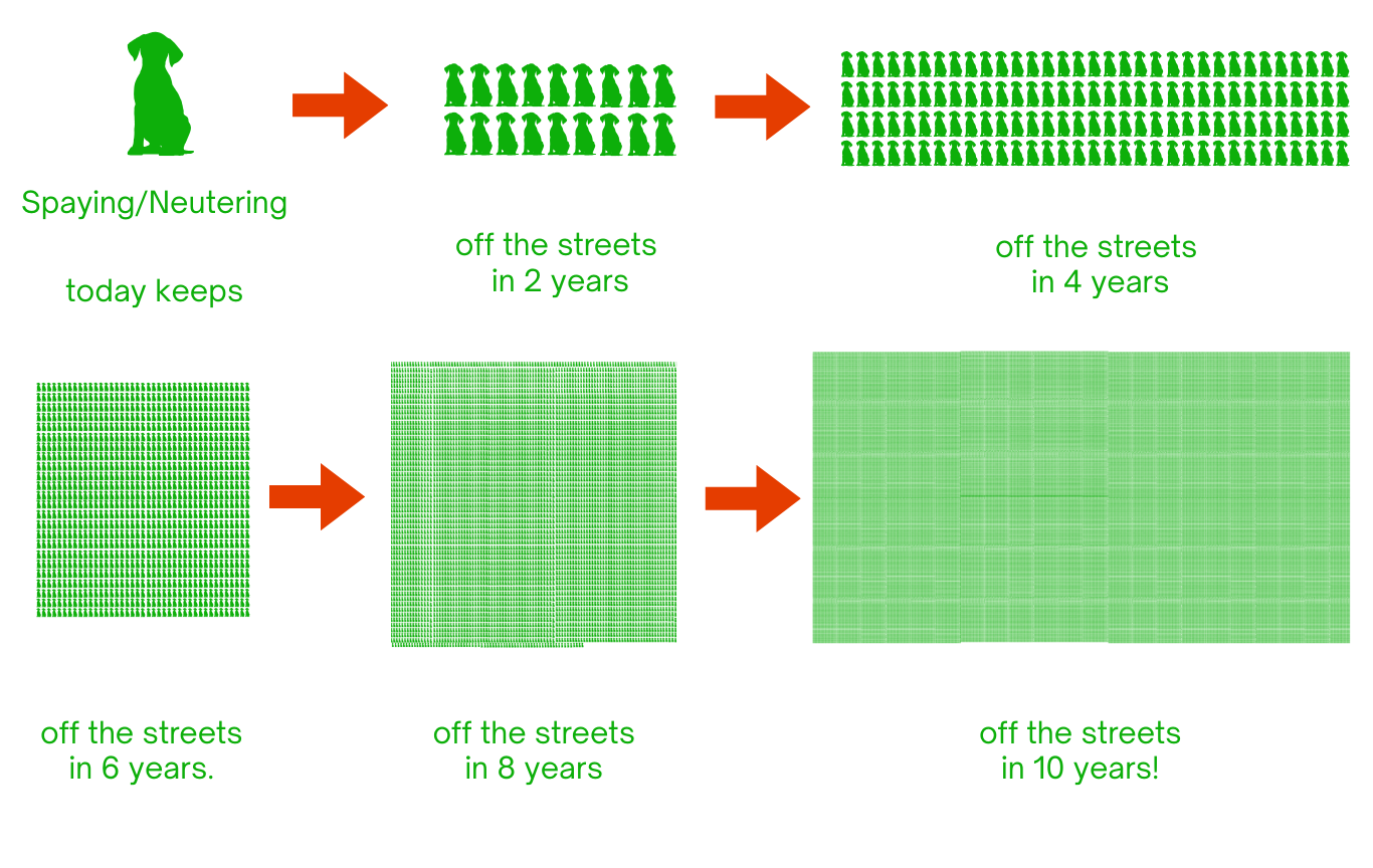 Infographic showing how spaying or neutering one dog can prevent 18 strays in 2 years, 132 strays in 4 years, 984 strays in 6 years, 7,334 strays in 8 years, and 54,816 strays in 10 years.