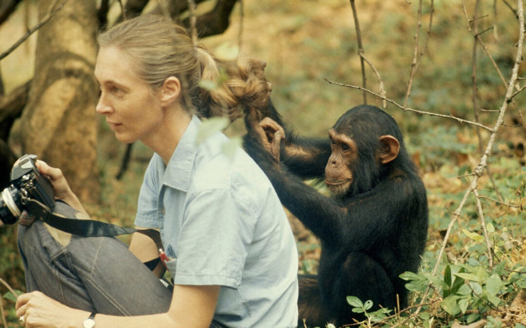 Jane Goodall’s Hidden Legacy