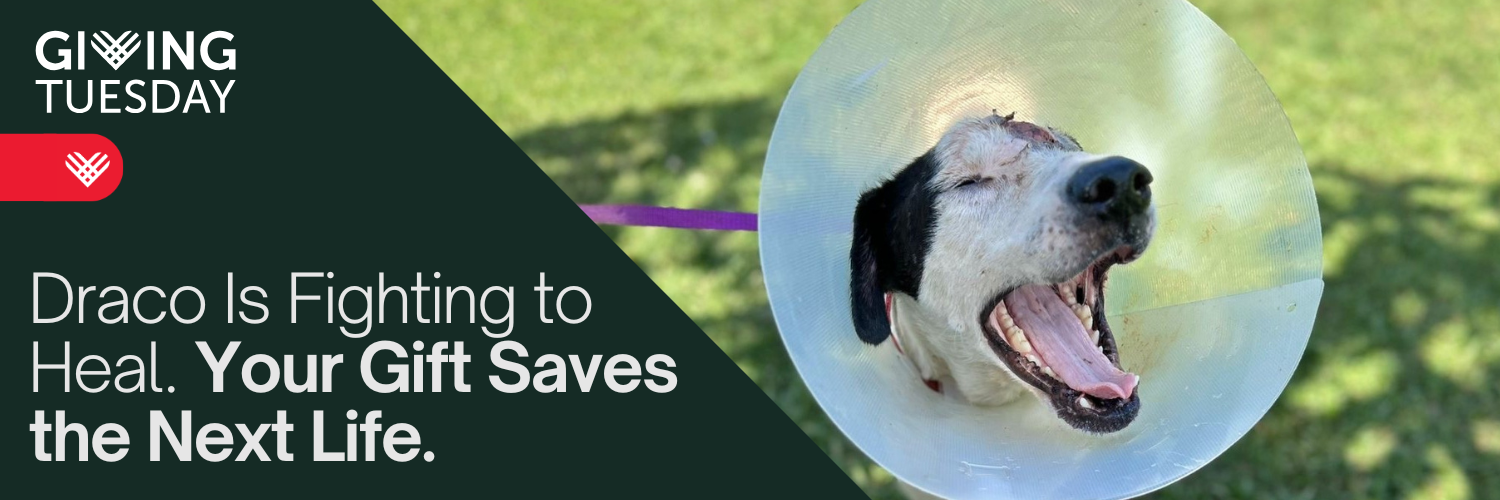 Let's end the suffering of strays like Draco. 