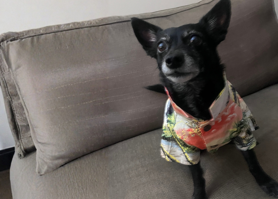 Why Rescue Is Beautiful — But Prevention Changes the Math